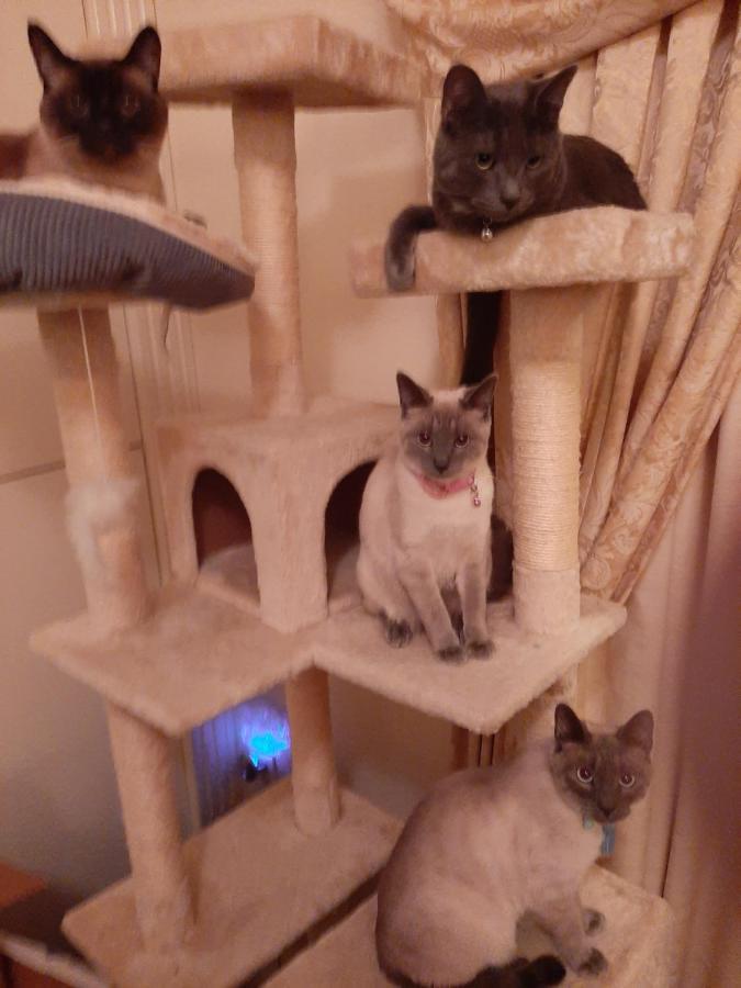 לאס וגאס Catmosphere 2 מראה חיצוני תמונה